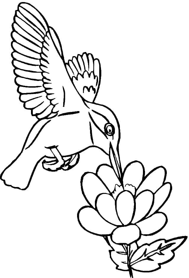 Colibri et une Fleur coloring page