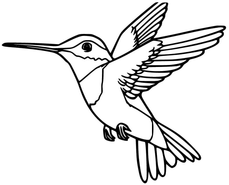 Colibri Gratuit coloring page