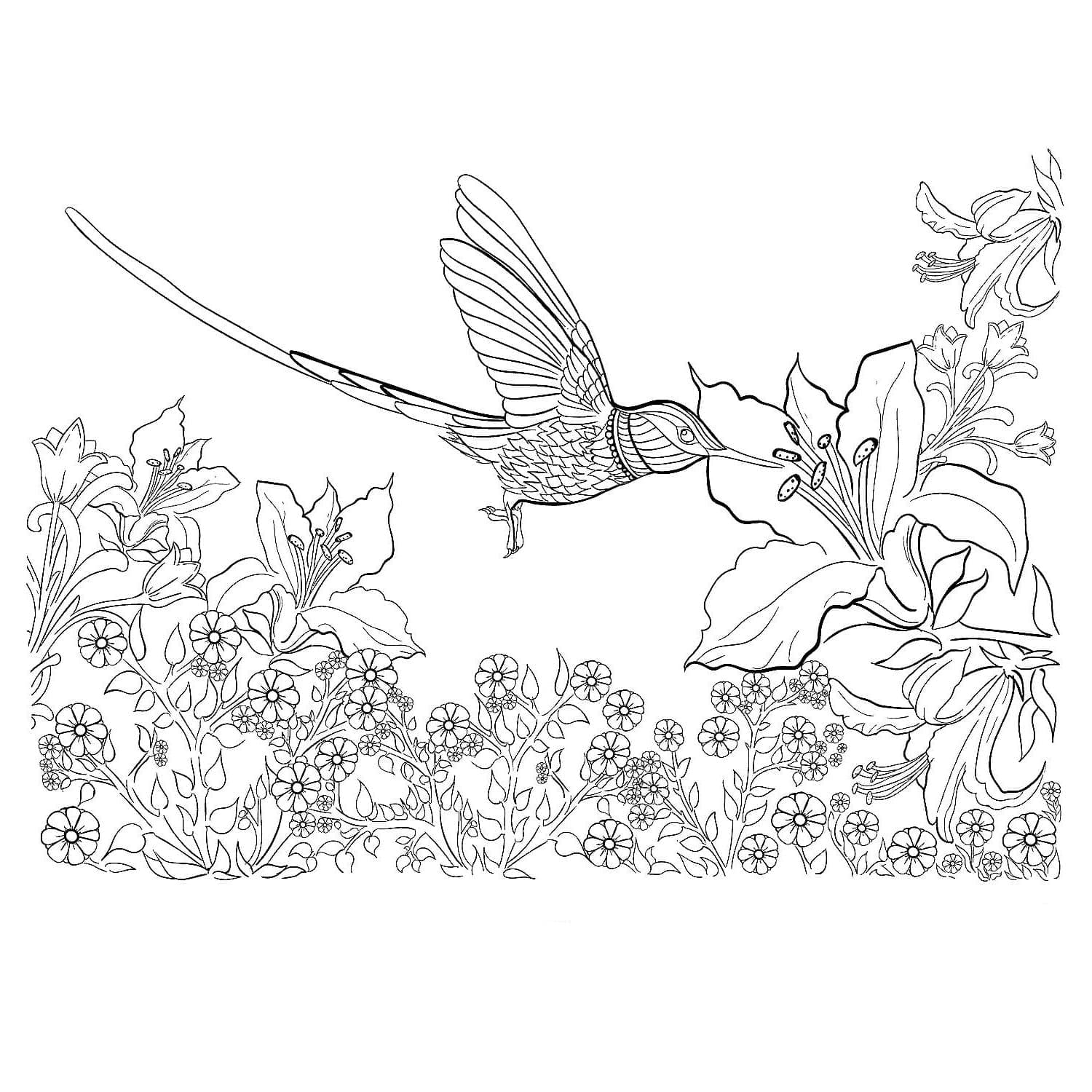 Colibri Incroyable coloring page