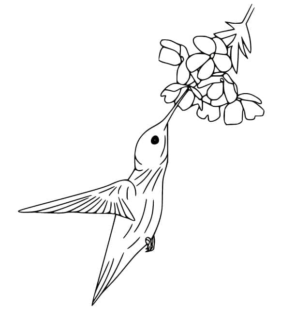 Colibri qui Boit du Nectar coloring page