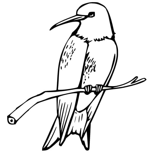 Colibri sur une Branche coloring page