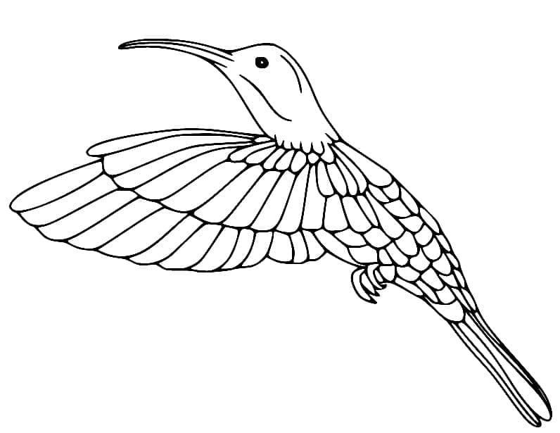 Colibri Volant coloring page