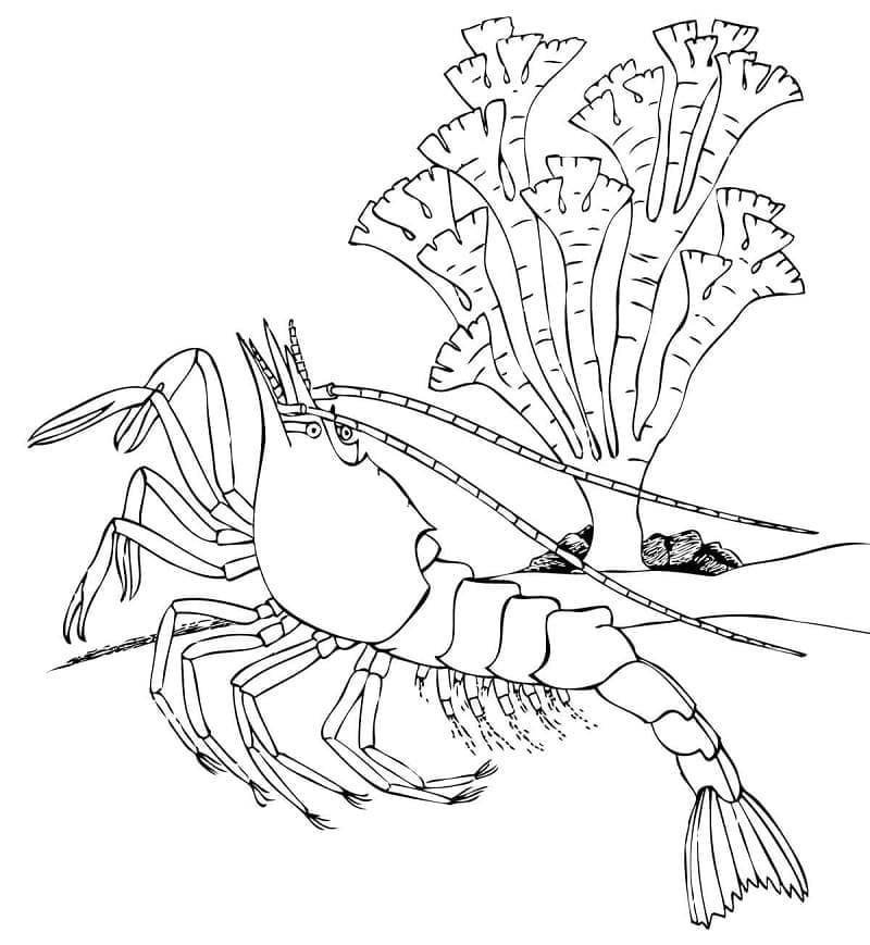 Crevette et Corail coloring page