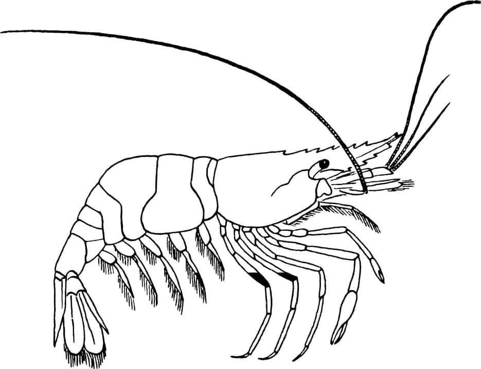 Crevette Imprimable coloring page