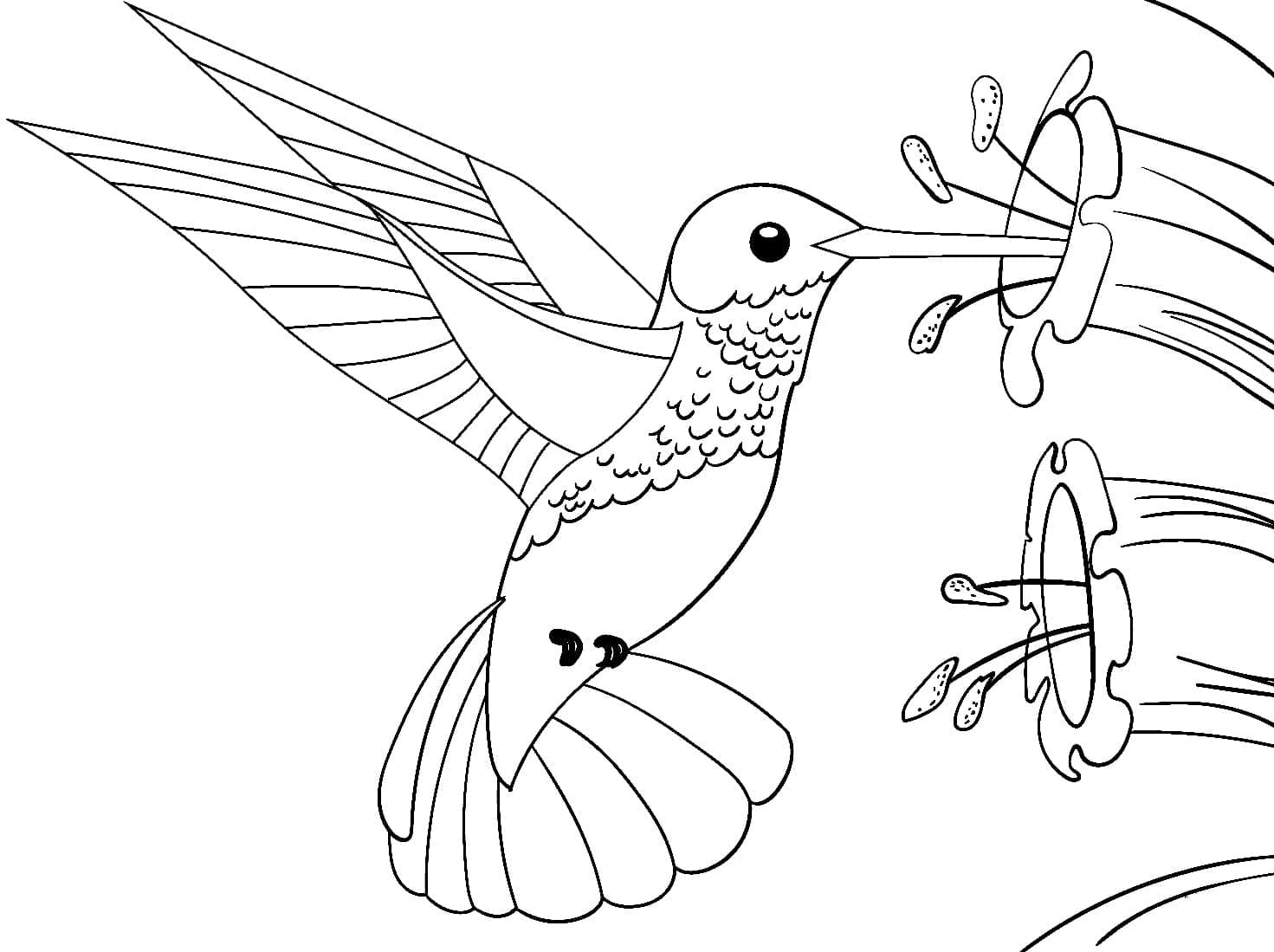 Joli Colibri coloring page