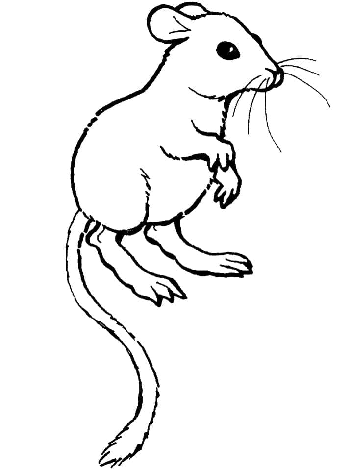 Coloriage Petit Rat