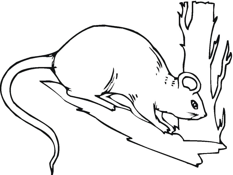 Coloriage Rat Dans un Arbre