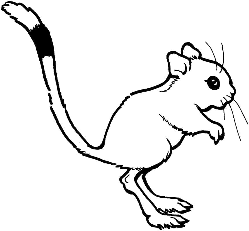 Coloriage Rat Kangourou