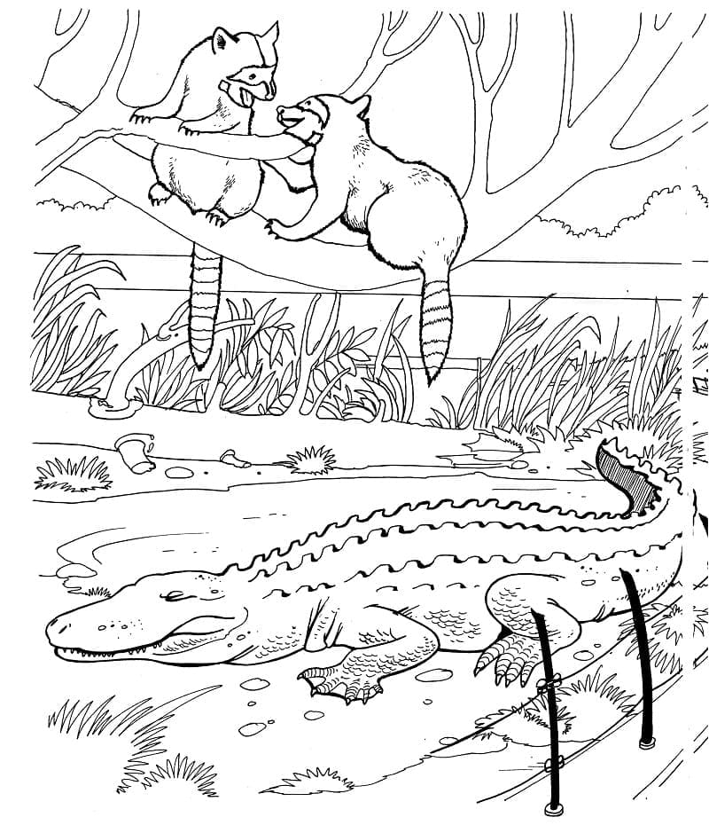 Ratons laveurs et Crocodile coloring page