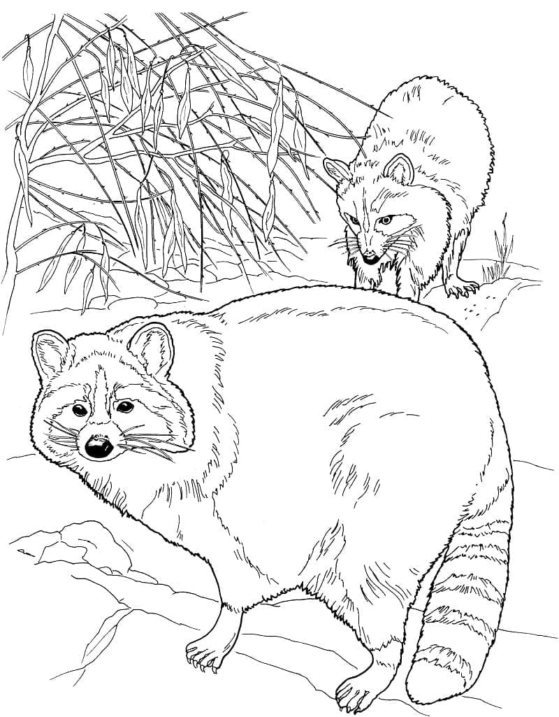 Ratons laveurs Sauvages coloring page