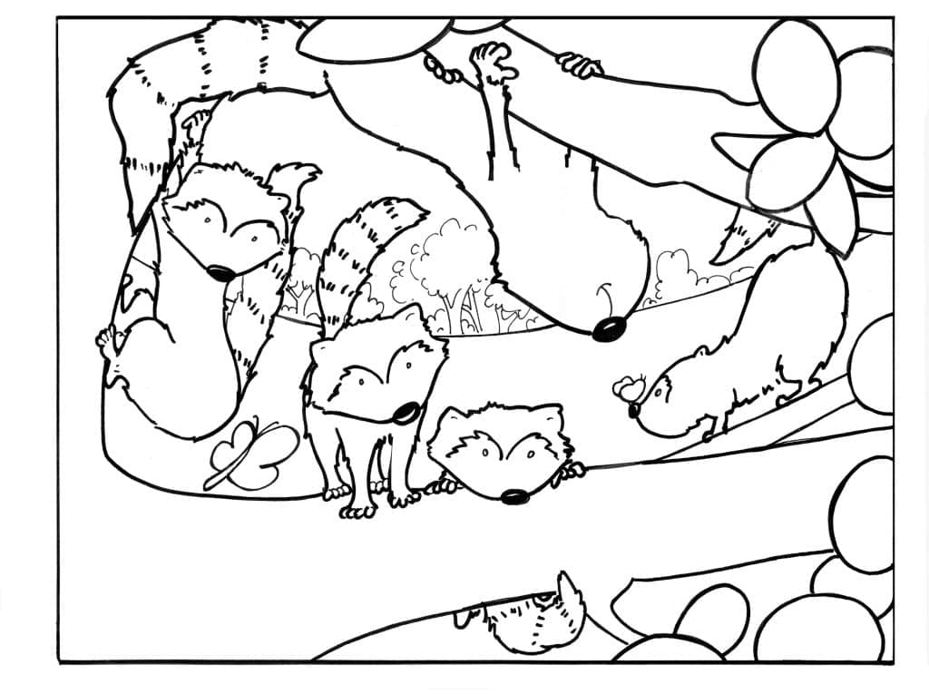 Ratons laveurs coloring page