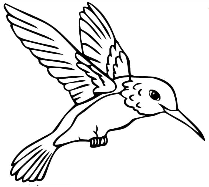 Un Joli Colibri coloring page