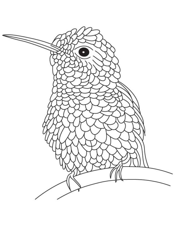 Un Petit Colibri coloring page
