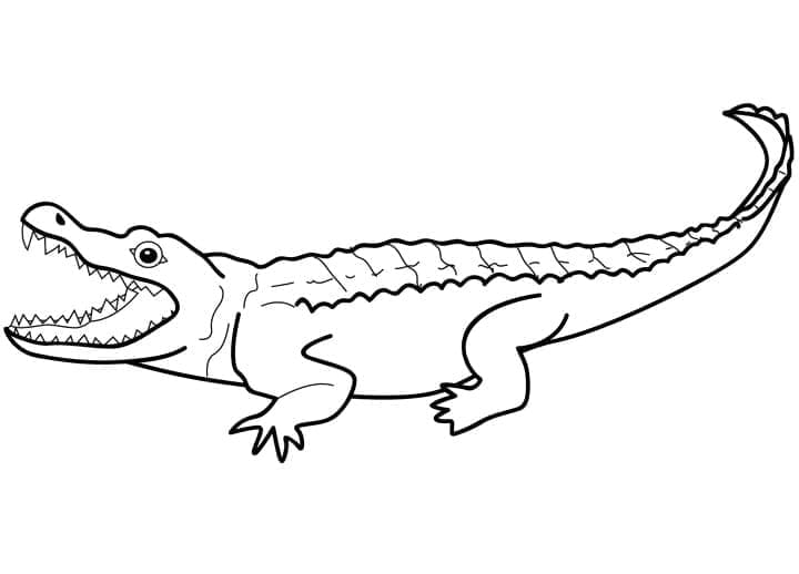 Coloriage Alligator 1