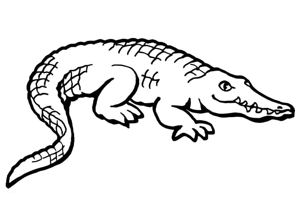 Coloriage Alligator Pour les Enfants