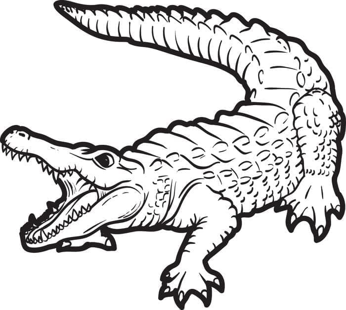 Coloriage Alligator Réaliste