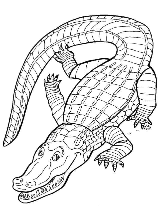 Coloriage Alligator Régulier