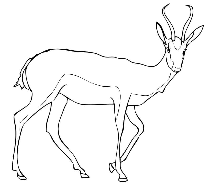 Coloriage Antilope 2