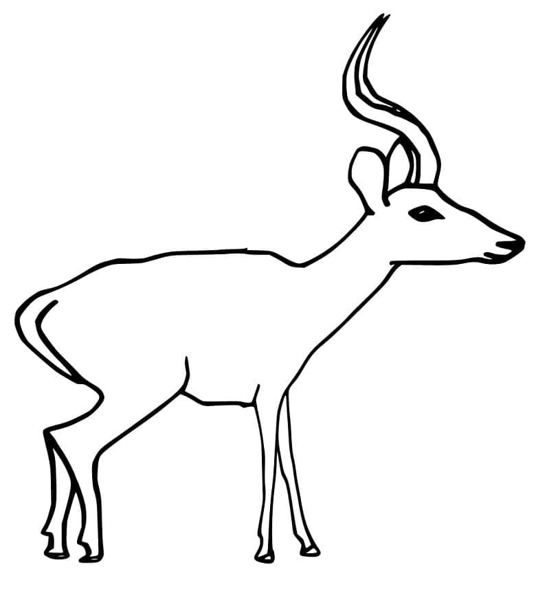 Coloriage Antilope Gratuite Pour les Enfants