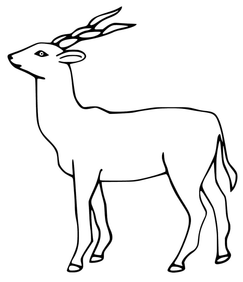Coloriage Antilope Imprimable