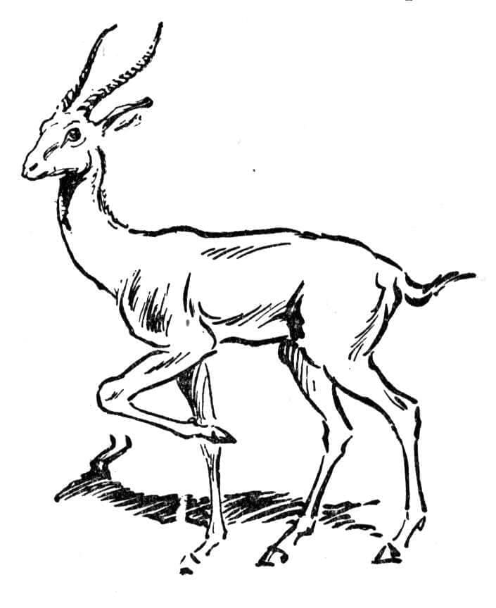 Coloriage Antilope Normale