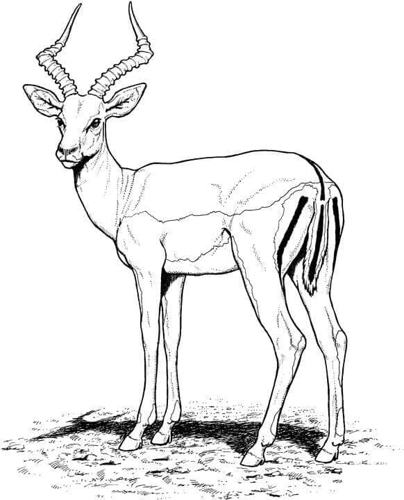Antilope Pour Enfants coloring page