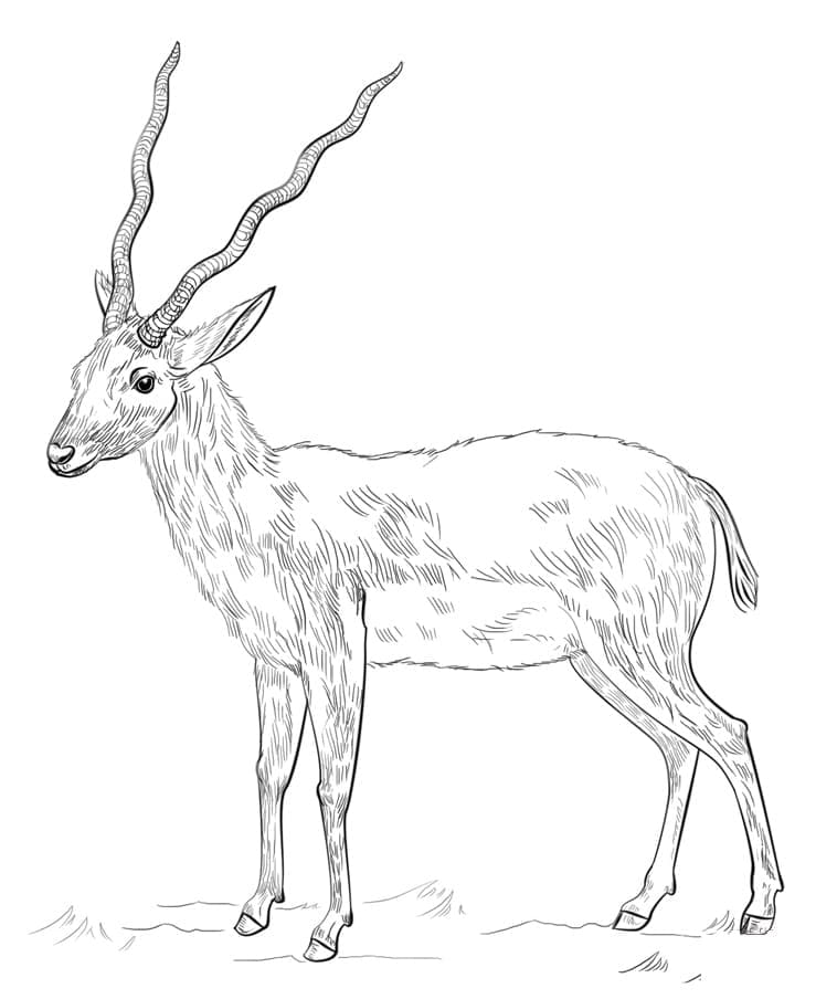 Coloriage Antilope Réaliste
