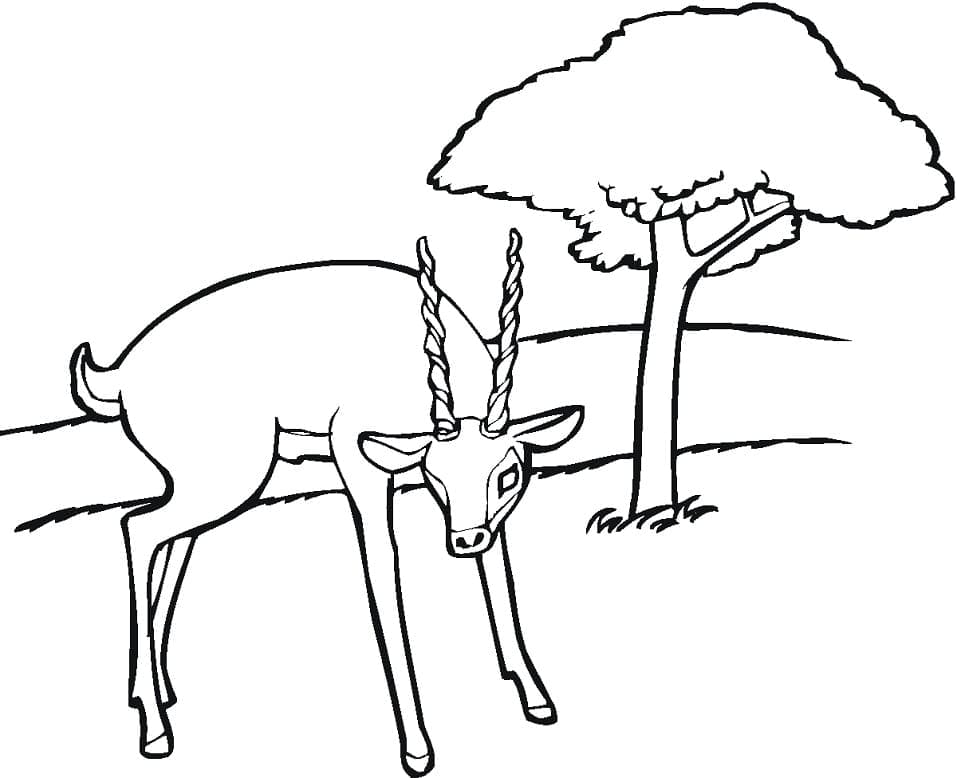Antilope Sauvage coloring page