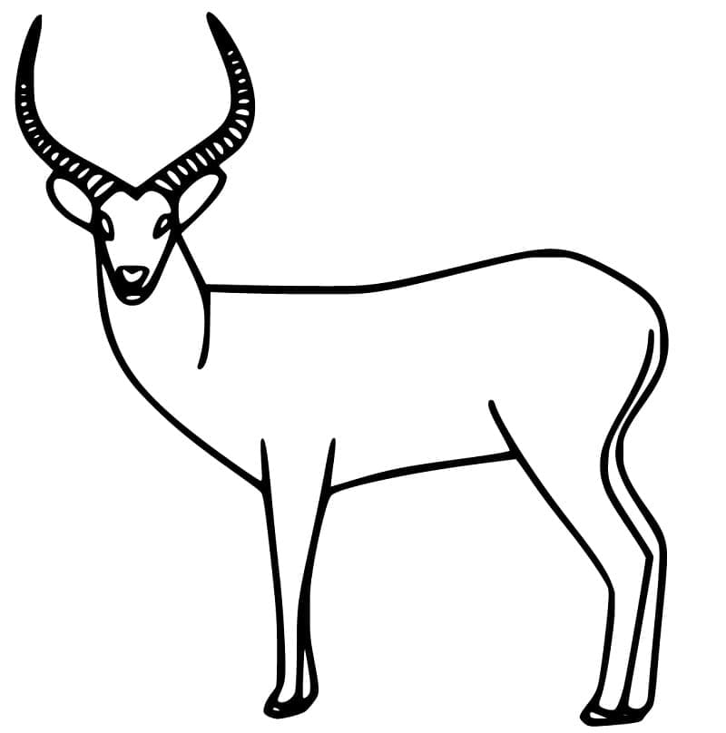 Coloriage Antilope très Facile