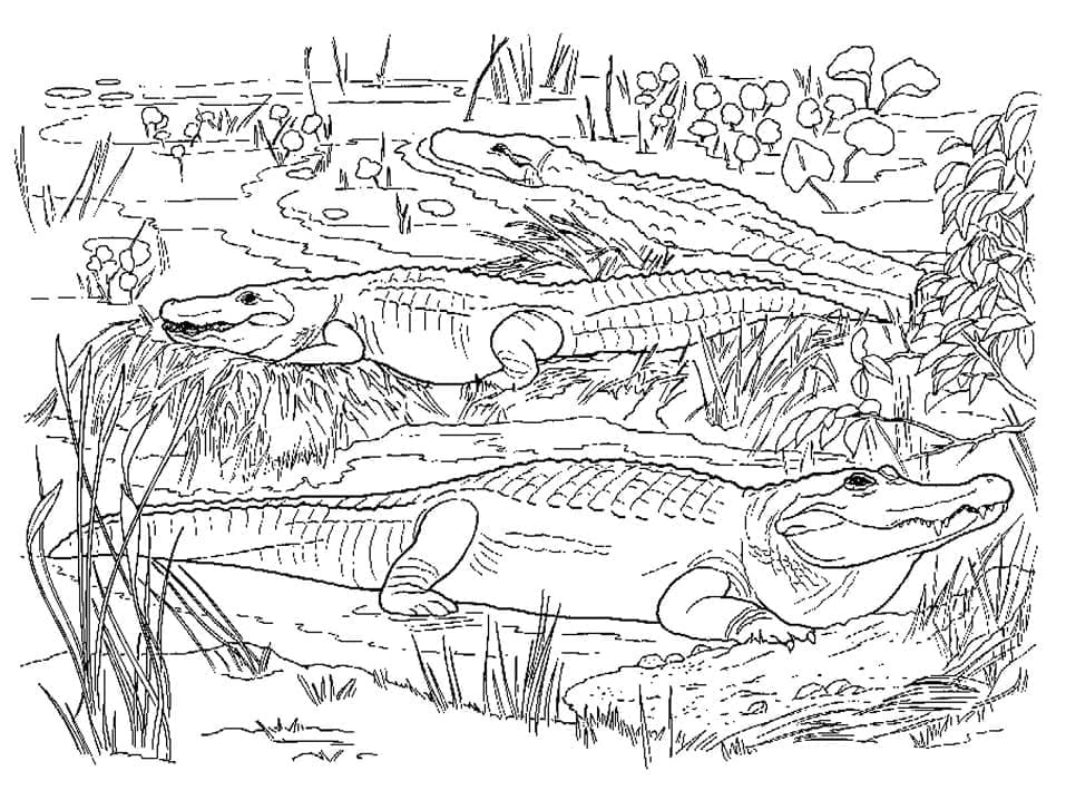 Coloriage De Nombreux Alligators