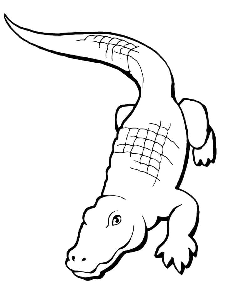 Coloriage Dessin d'Alligator