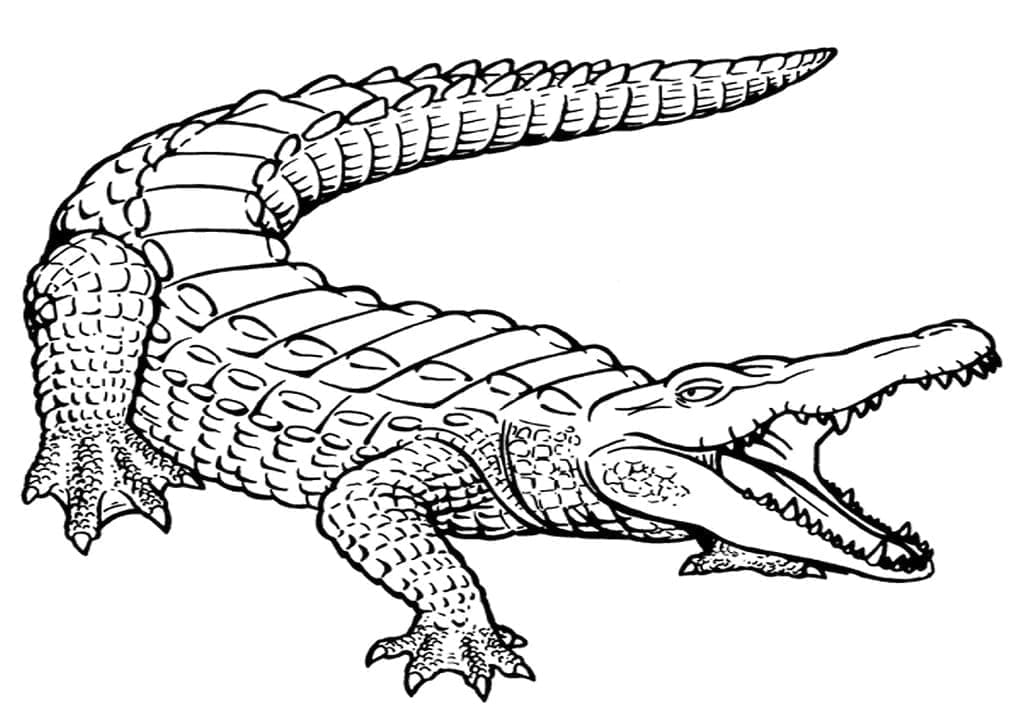 Coloriage Un Alligator