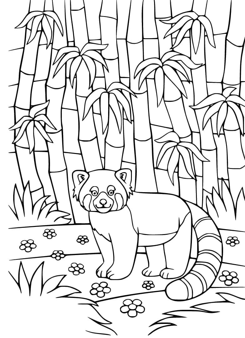 Coloriage Panda Roux dans la Forêt de Bambous
