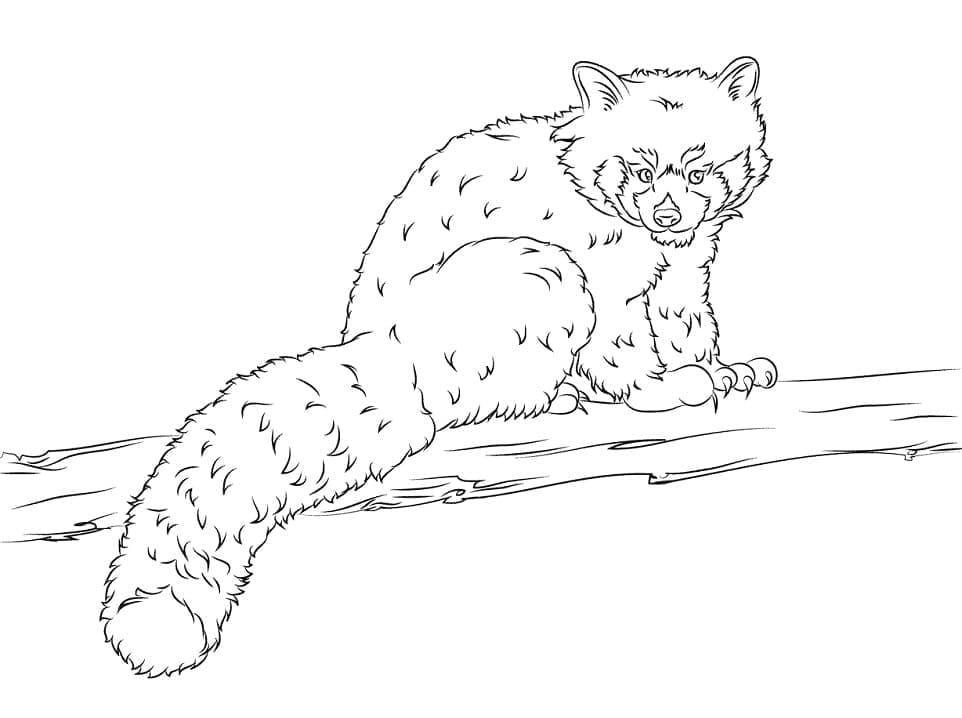 Panda Roux Normal coloring page