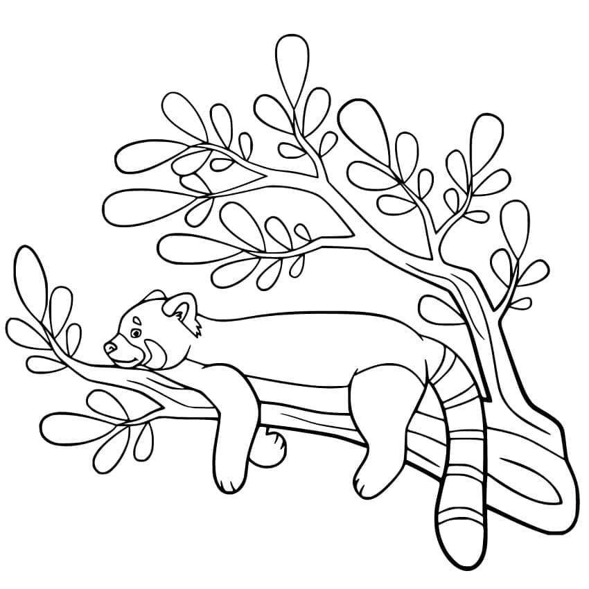 Panda Roux sur une Branche coloring page
