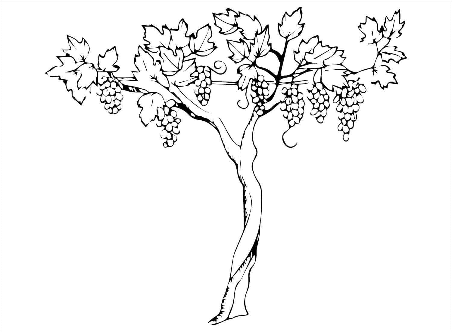 Plante de Raisin coloring page