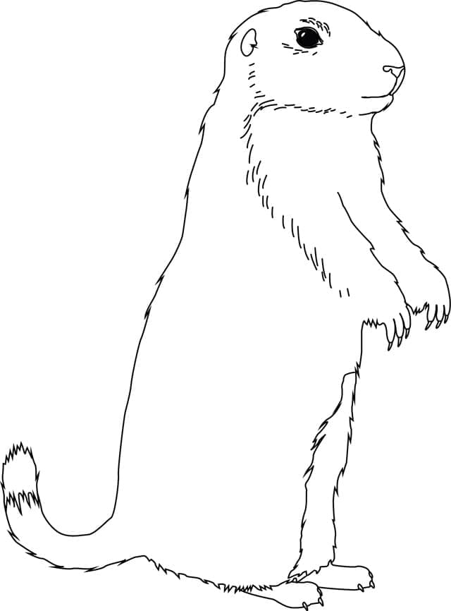 Coloriage Image de la Marmotte