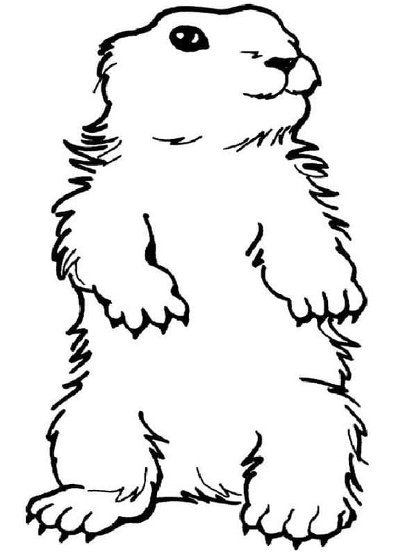 Marmotte Imprimable coloring page