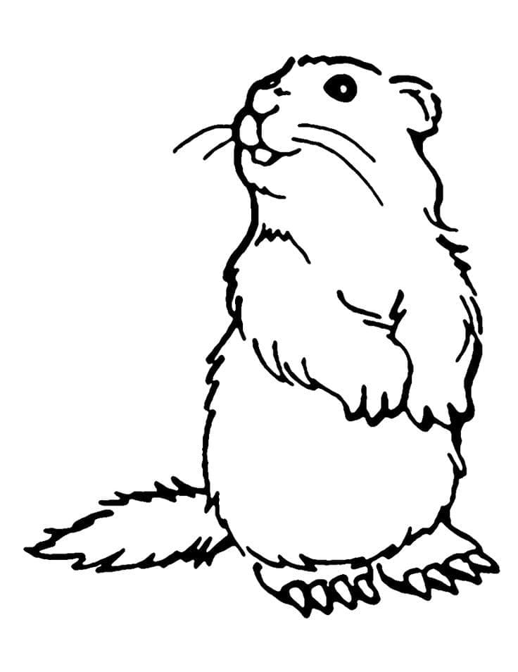 Marmotte Normale coloring page
