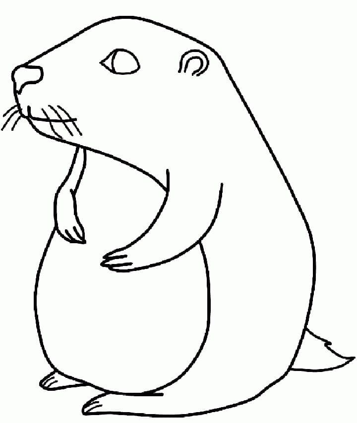 Marmotte Simple coloring page
