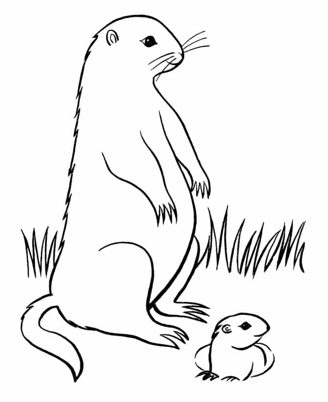 Coloriage Mère et Bébé Marmotte