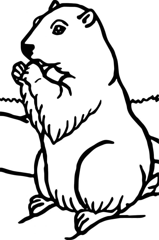 Une Marmotte coloring page