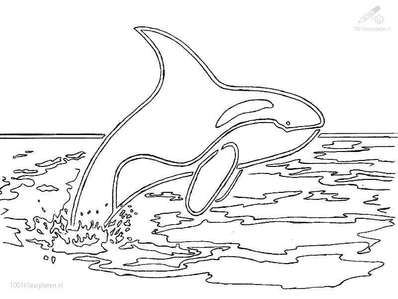 Une Orque qui Nage coloring page