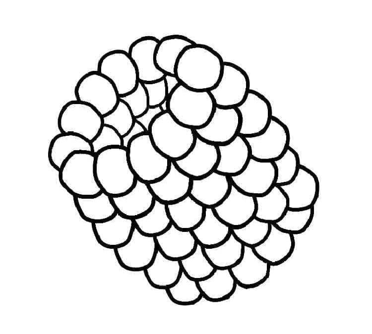 Framboise Simple coloring page