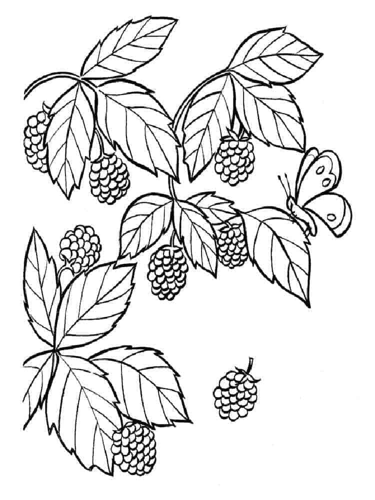 Coloriage Framboises Imprimable