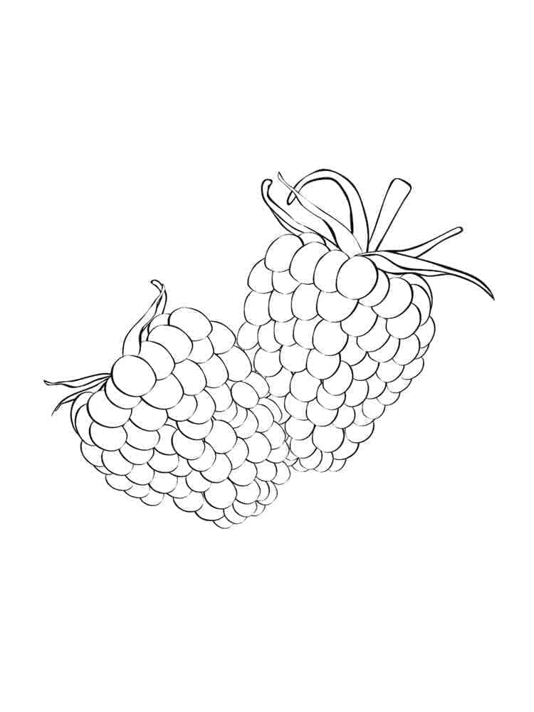 Framboises coloring page