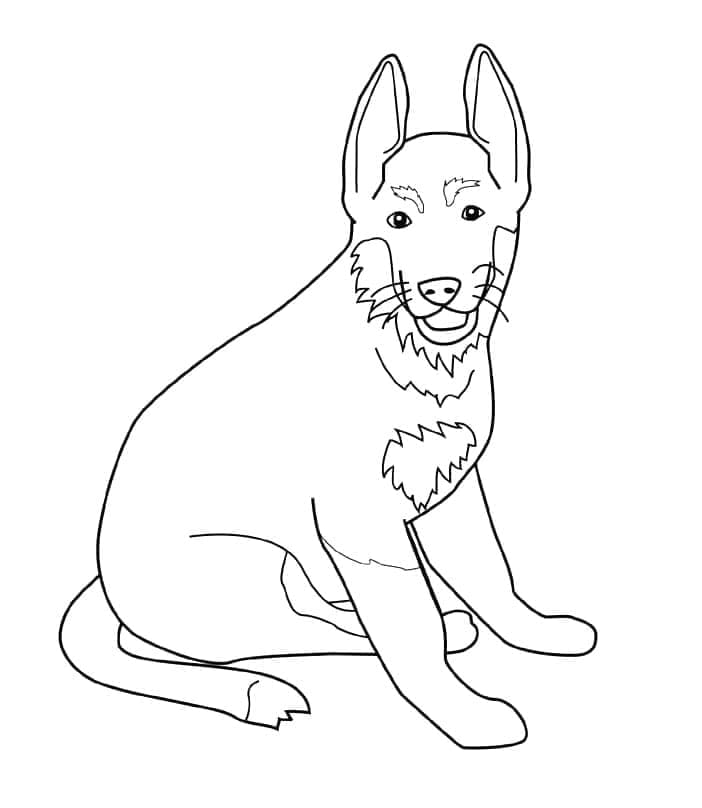 Petit Berger Allemand coloring page