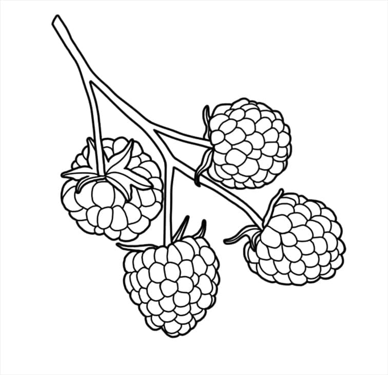 Coloriage Framboise