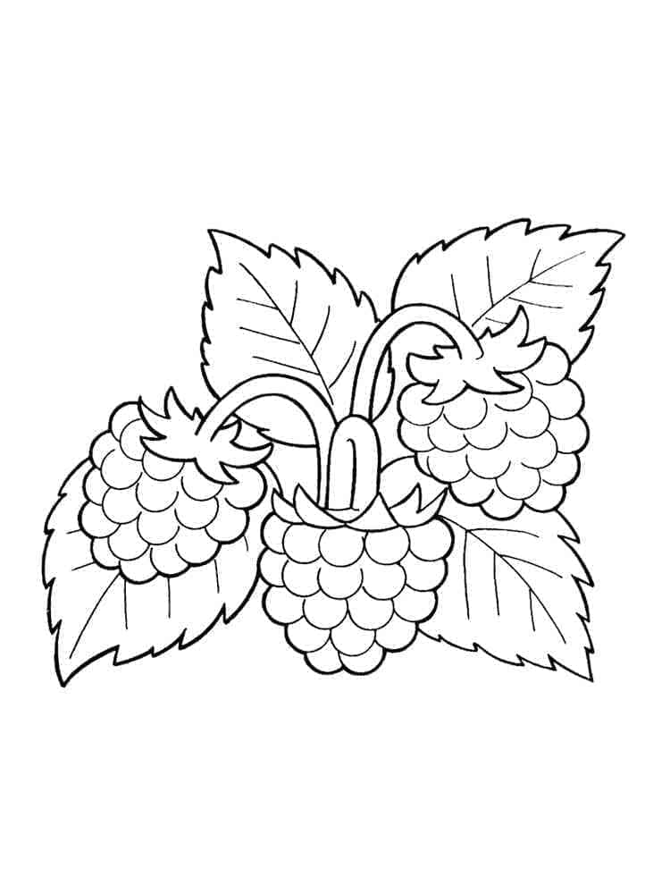 Trois Framboises coloring page