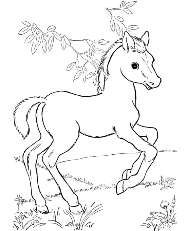 Poulain Sauvage coloring page